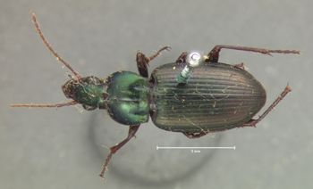 Media type: image;   Entomology 79 Aspect: habitus dorsal view